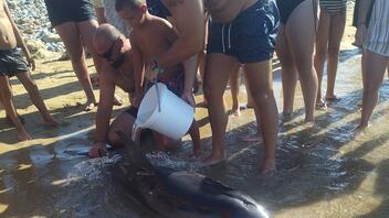 Δεν τα κατάφερε το τραυματισμένο δελφίνι, παρά τις προσπάθειες