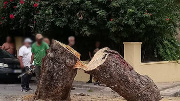 Κόψανε το δέντρο χωρίς λόγο και αιτία!