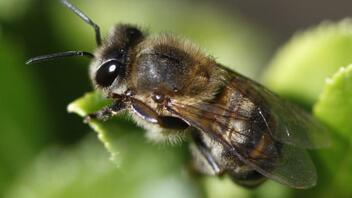 Greenpeace : Η Ε.Ε. εξάγει ετησίως πάνω από 10.000 τόνους απαγορευμένων, δολοφονικών για τις μέλισσες, φυτοφαρμάκων