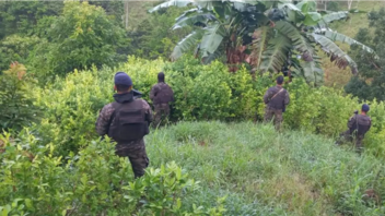 Ονδούρα: «Iστορική» κατάσχεση δενδρυλλίων κόκας ανακοίνωσαν οι αρχές