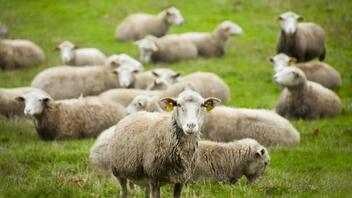 Η Βαρκελώνη προσέλαβε πρόβατα και κατσίκες για την αντιμετώπιση των φωτιών