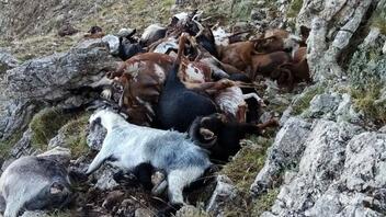 Αρκαδία: Κεραυνός ξεκλήρισε κοπάδι με κατσίκες