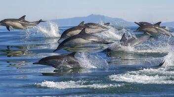 Ένα μεγάλο κοπάδι δελφινιών από ψηλά - Εντυπωσιακό βίντεο