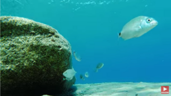Εικόνες από τον... υποβρύχιο κόσμο της Κρήτης