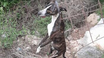 Δεν έχουν τέλος οι κτηνωδίες στην Κρήτη- σκύλος βρέθηκε κρεμασμένος!