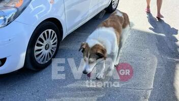 Πανικός στη Χαλκίδα μετά από επίθεση αδέσποτου σκύλου 