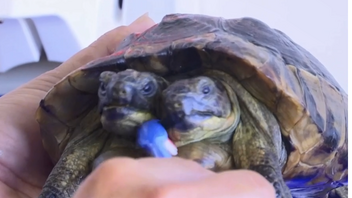 Ο Ιανός κλείνει τα 25 και γίνεται η γηραιότερη εν ζωή δικέφαλη χελώνα στον κόσμο