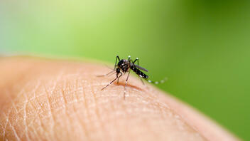 ΕΟΔΥ για τον ιό Δυτικού Νείλου: Προφυλαχθείτε από τα κουνούπια