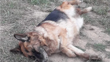 Καρδίτσα: Επικήρυξε τον δολοφόνο των σκύλων του