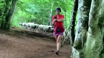 Γυναίκα πεζοπόρος «σαγήνευσε» ένα κοπάδι πρόβατα που την ακολούθησαν τυφλά στο μονοπάτι της