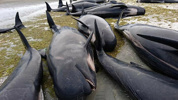 Πάνω από 200 μαυροδέλφινα πέθαναν στο απομακρυσμένο νησί Πιτ του Ειρηνικού Ωκεανού
