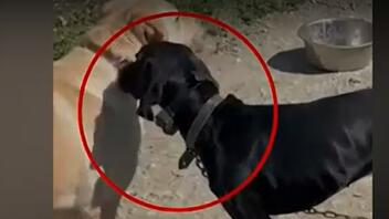 Κακουργηματική δίωξη στον 70χρονο για την κακοποίηση του σκύλου