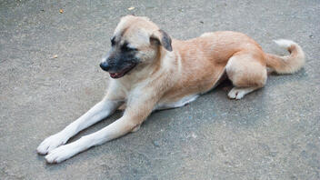Αλεξανδρούπολη: Δεκάδες σκυλιά σώθηκαν από την πύρινη κόλαση σε καταφύγιο αδέσποτων