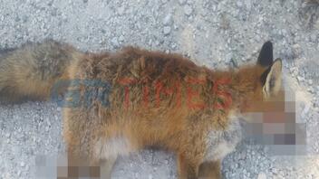 Κτηνωδία στην Καστοριά - Αιχμαλώτισαν και ακρωτηρίασαν αλεπού