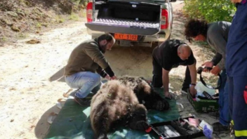 Η στιγμή που πυροσβέστες απελευθερώνουν παγιδευμένη αρκούδα 