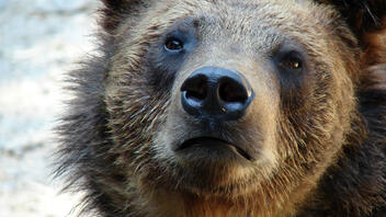 Φλώρινα: Απελευθερώθηκε 8χρονη θηλυκή αρκούδα