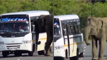 Ελέφαντας προσπαθεί να μπει μέσα σε λεωφορείο
