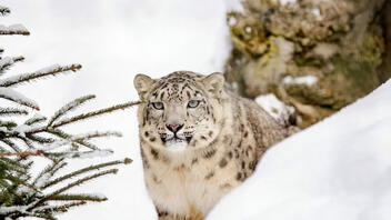 SOS από τα Ηνωμένα Έθνη για τη λεοπάρδαλη του χιονιού: Έχουν απομείνει λίγες χιλιάδες 