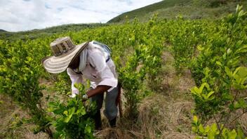 Κολομβία: Ιστορικό ρεκόρ των καλλιεργειών κοκαΐνης το 2021