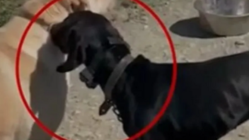 Πρόστιμο 15.600€ στην Κρήτη για την κακομεταχείριση του σκύλου - Σοκάρει το βίντεο 