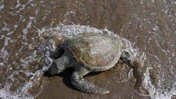 Κύπρος: Η πράσινη θαλάσσια χελώνα εκπέμπει SOS