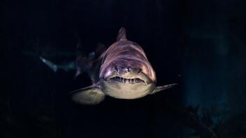 Επίθεση καρχαρία σε 19χρονο - Δάγκωσε το κανό του και τον «εκτόξευσε» στο νερό