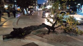 Συναγερμός στην Πυροσβεστική: Μεγάλο κλαδί δέντρου έπεσε σε πολυσύχναστο δρόμο