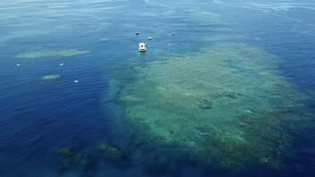 Αυστραλία: “Σε κίνδυνο” ο Μεγάλος Κοραλλιογενής Ύφαλος συνιστά έκθεση προς την UNESCO