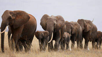 Η ξηρασία θερίζει τους απειλούμενους ελέφαντες της Κένυας