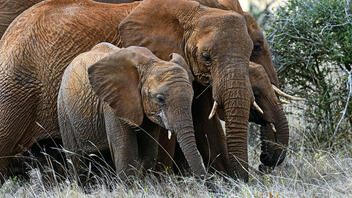 Κένυα: Περισσότεροι από 200 ελέφαντες πέθαναν λόγω της ξηρασίας μέσα σε 9 μήνες