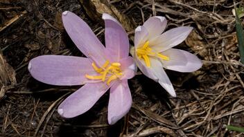 Ένα νέο λουλούδι καταγράφεται για πρώτη φορά στην κρητική φύση! Πώς το ανακάλυψαν ερασιτέχνες βοτανολόγοι!