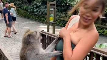 Μαϊμού προσπάθησε να γδύσει μοντέλο -Όταν δεν τα κατάφερε τη χαστούκισε!