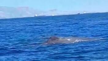 Φάλαινα έκανε την εμφάνισή της στον Σαρωνικό κόλπο