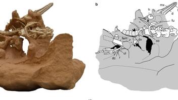 Ανακαλύφθηκε νέο είδος σαρκοβόρου δεινοσαύρου
