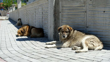 Ηλεία: Αγέλη σκύλων επιτέθηκε σε ηλικιωμένο ζευγάρι