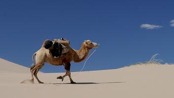 Γρίπη της καμήλας: Προειδοποίηση για φονικό συγγενή της Covid που καραδοκεί στο Μουντιάλ