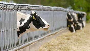  Νέα Ζηλανδία: «Φόρος αερίων» σε πρόβατα και βοοειδή