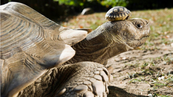 Βρετανία: Η γηραιότερη χελώνα στον κόσμο έγινε 190 ετών