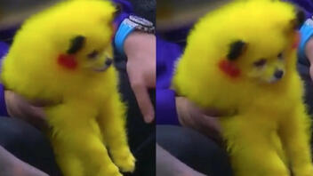 Έβαψε το σκυλί του κίτρινο για να μοιάζει με τον Πίκατσου