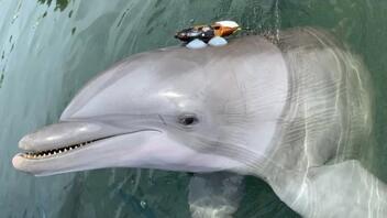 Τα δελφίνια «φωνάζουν» μεταξύ τους εξαιτίας της ηχορύπανσης