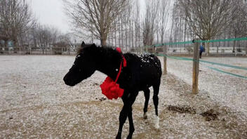 Το κλωνοποιημένο άλογο που δημιουργεί ελπίδες για τον ιππικό αθλητισμό στην Κίνα