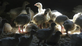 Τσεχία: Θανατώνονται 220.000 πουλερικά εν μέσω έξαρσης της γρίπης των πτηνών