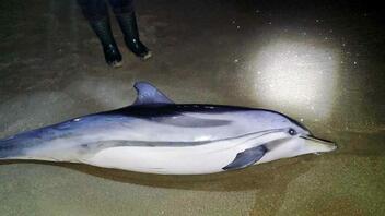 Δελφίνι δυο μέτρων ξεβράστηκε σε παραλία της Καβάλας