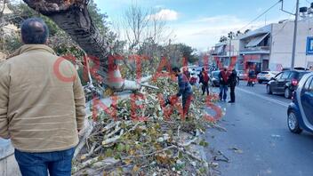 Δήμος Ηρακλείου: "Μετά την πτώση του δέντρου φάνηκε η σήψη του"
