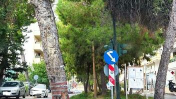 Αποφασίζουν για την κοπή 19 δέντρων στο Ηράκλειο!