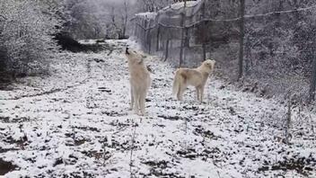 Οι καυγές των λύκων στο χιονισμένο τοπίο