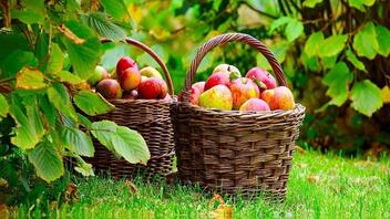 «Κακή» χρονιά για τα μήλα στην Καστοριά