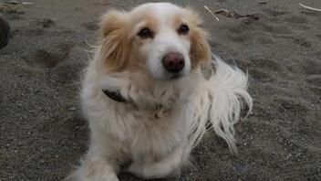 Χάθηκε σκυλάκι στο κέντρο του Ηρακλείου! Μπορείτε να βοηθήσετε;