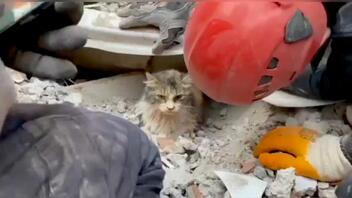 Σεισμός στην Τουρκία: Γατάκι ανασύρθηκε ζωντανό από τα συντρίμμια