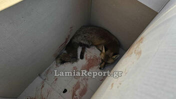 Λαμία: Βρήκαν και έσωσαν τραυματισμένη αλεπού μέσα στην πόλη
